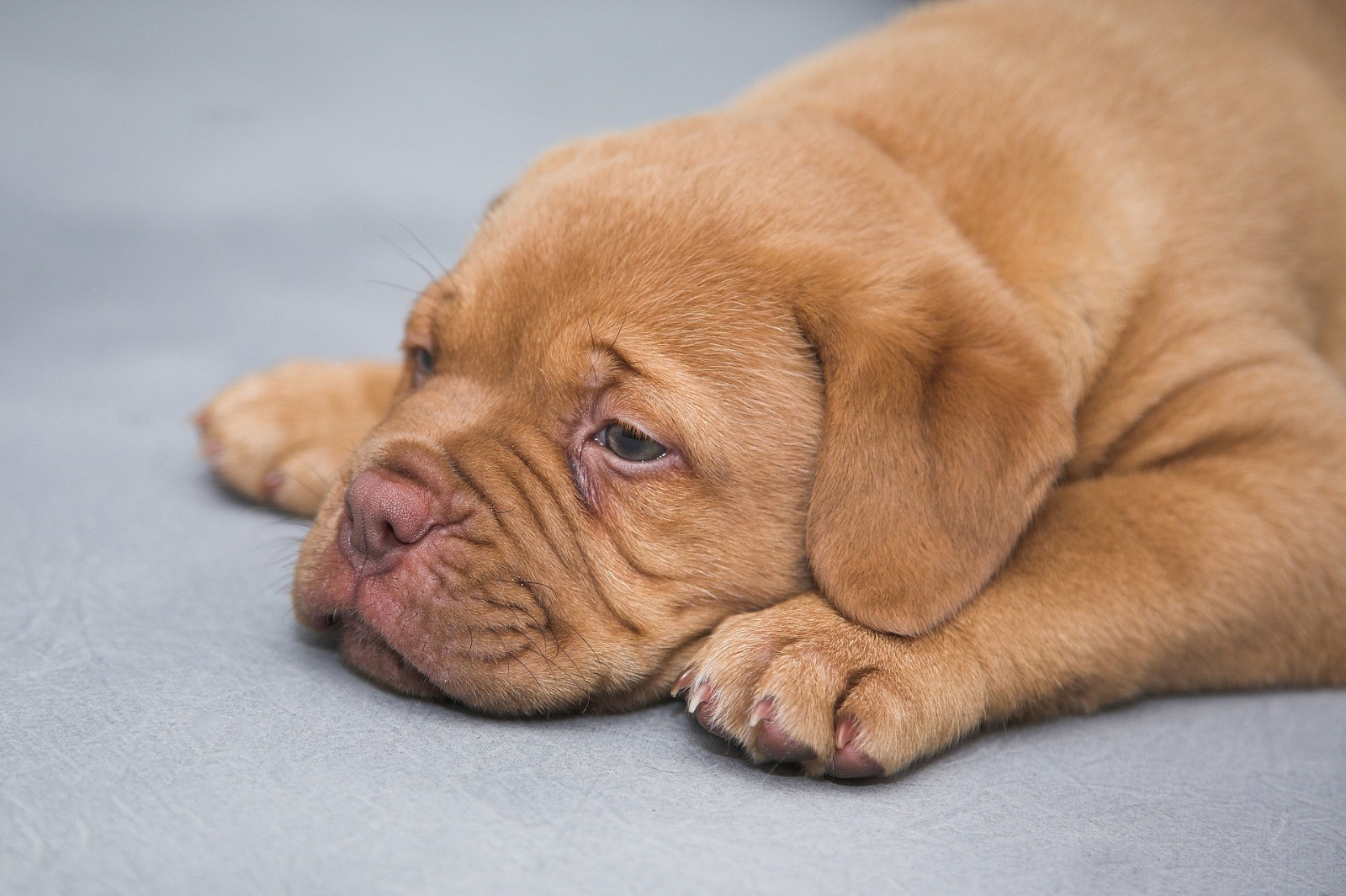 Dogue de bordeaux 1047522 1920